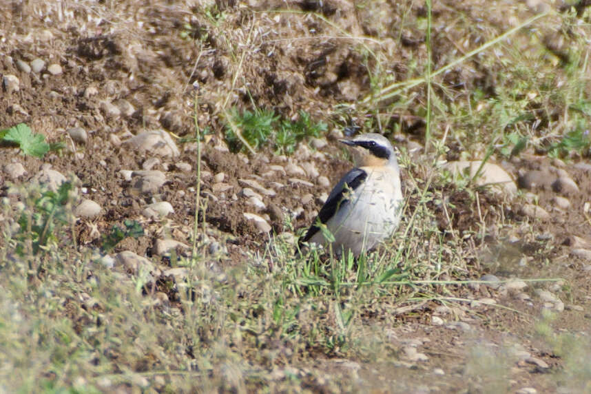 Image of Oenanthe oenanthe oenanthe (Linnaeus 1758)