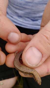 Image of Copper skink