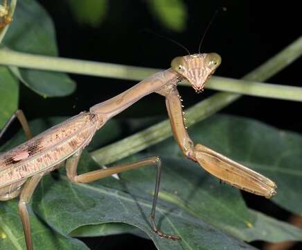 Image of Polyspilota