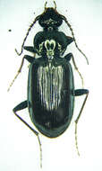 Image of Loricera