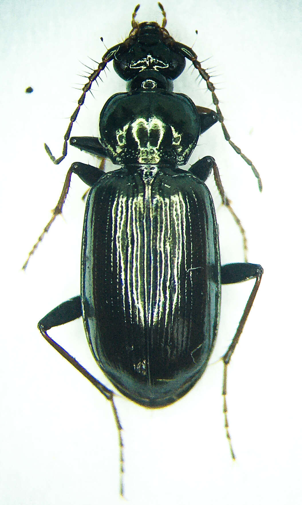 Image of Loricera