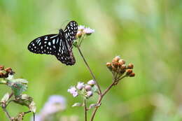 Image of <i>Tirumala septentrionis</i>