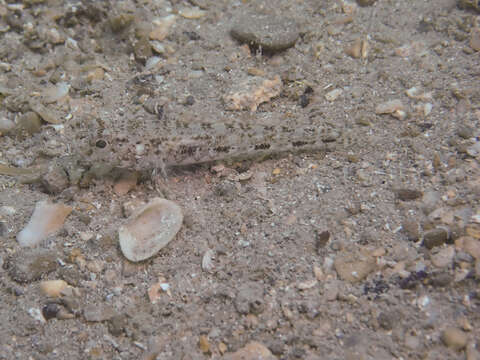 Image of Red-mouthed Goby