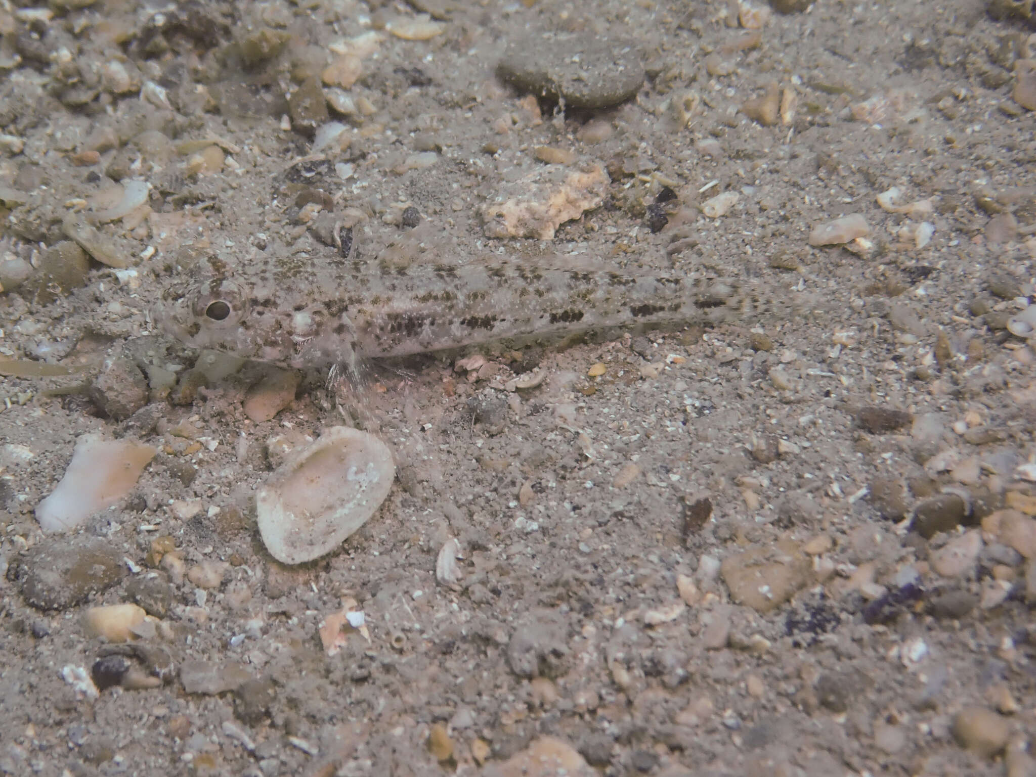 Sivun Gobius cruentatus Gmelin 1789 kuva