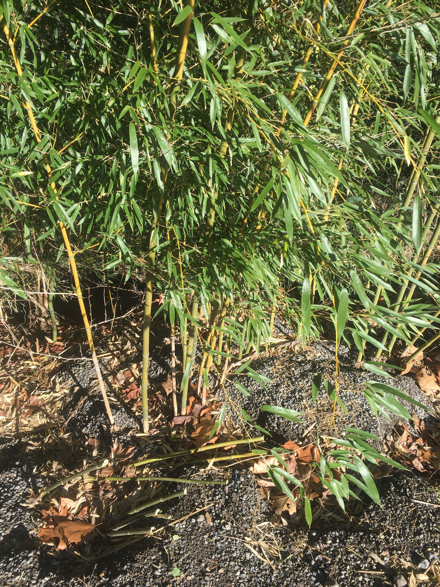 Image of yellow grove bamboo