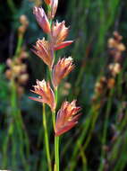 Image of Platycaulos major (Mast.) H. P. Linder