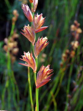 Image of Platycaulos major (Mast.) H. P. Linder