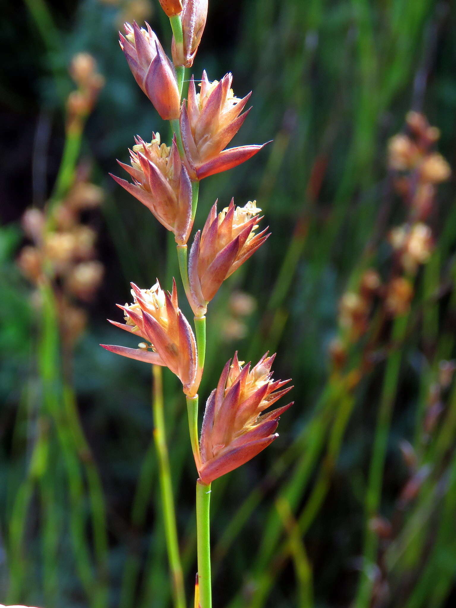 Image of Platycaulos major (Mast.) H. P. Linder