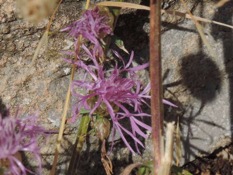 Plancia ëd Centaurea alba subsp. deusta (Ten.) Nym.