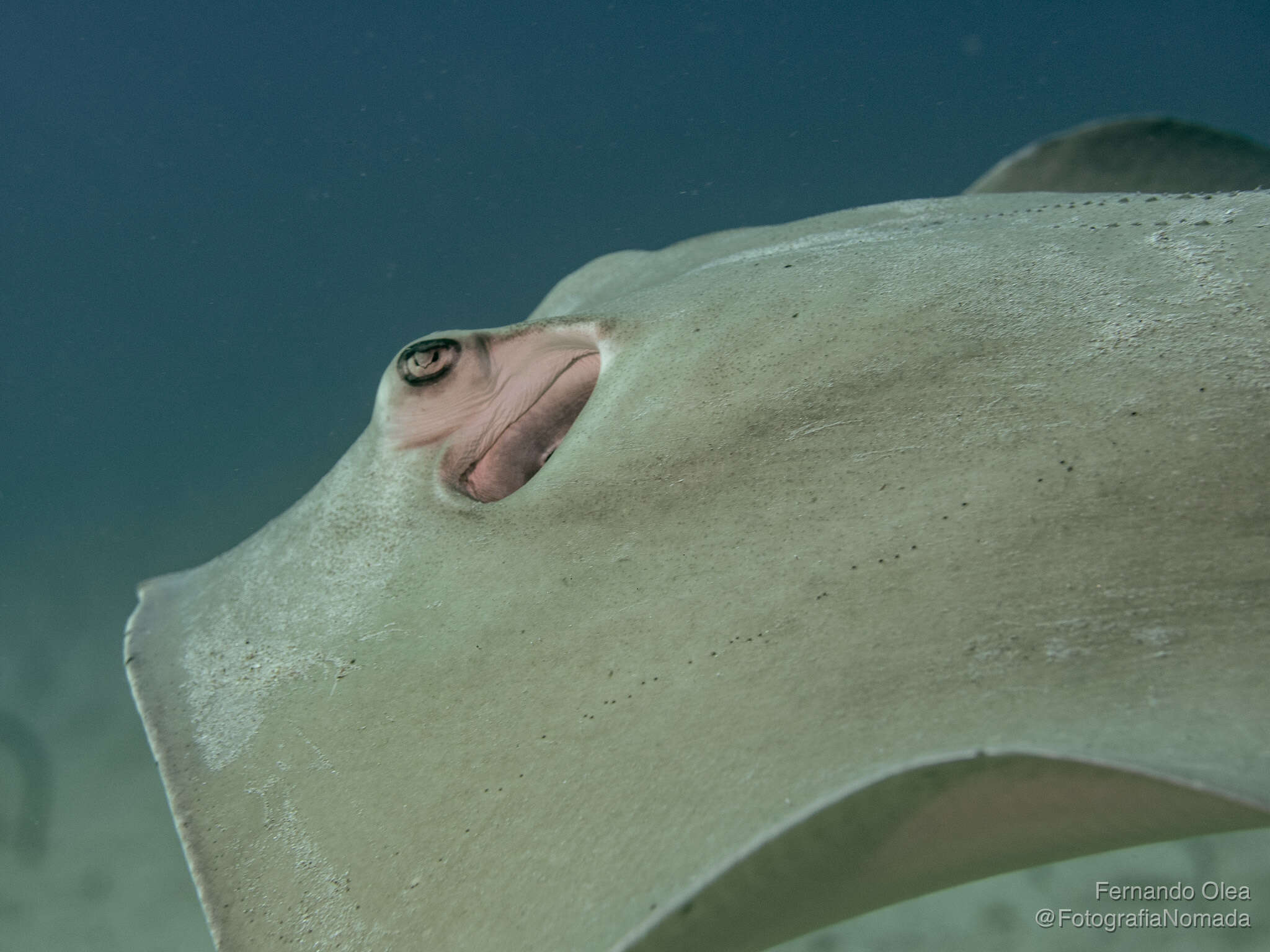 Image of Diamond Stingray