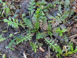 Imagem de Lepidium tenuicaule Kirk