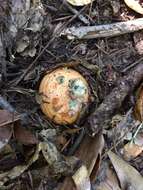 Image of Lactarius rubrilacteus Hesler & A. H. Sm. 1979