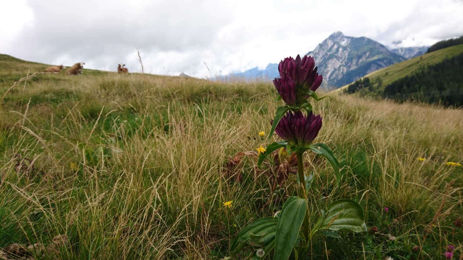 Image de Gentiana pannonica Scop.