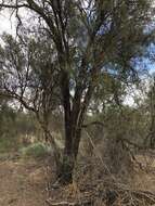 Image of Eremophila longifolia (R. Br.) F. Muell.