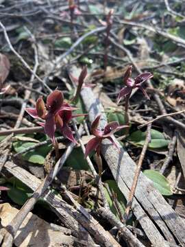 Image of Chiloglottis pescottiana R. S. Rogers