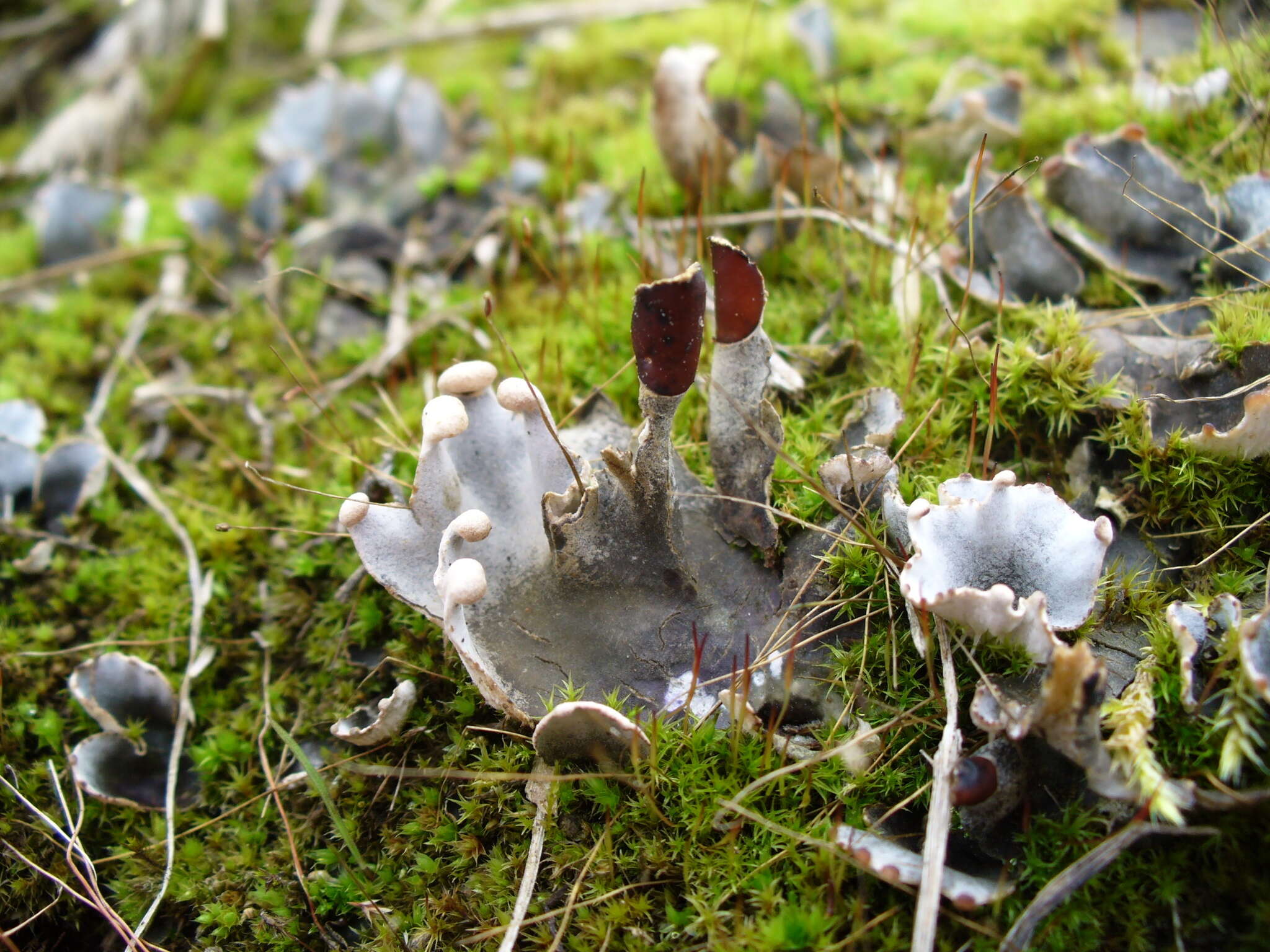 Peltigera didactyla (With.) J. R. Laundon的圖片