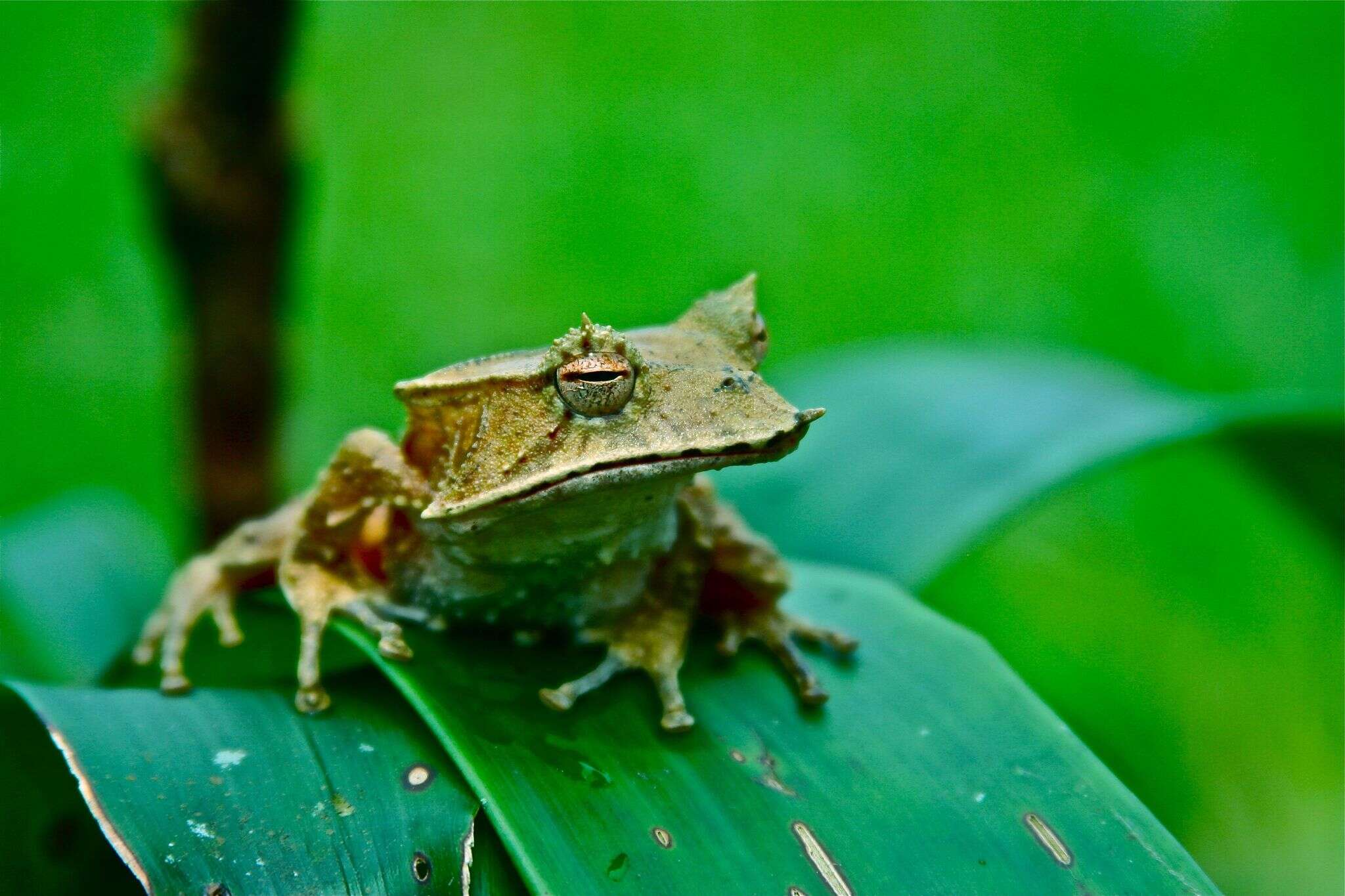 Image of Hemiphractus elioti Hill, Martin, Stanley & Mendelson 2018