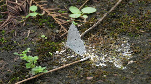 Image of Celastrina lavendularis himilcon (Fruhstorfer 1909)