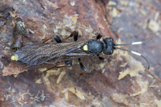 Plancia ëd Ichneumon inquinatus Wesmael 1845