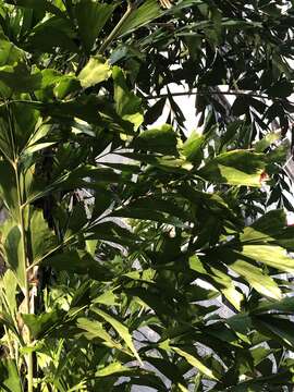 Image of Caryota maxima Blume