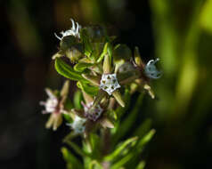 Image of Aspidoglossum heterophyllum E. Mey.