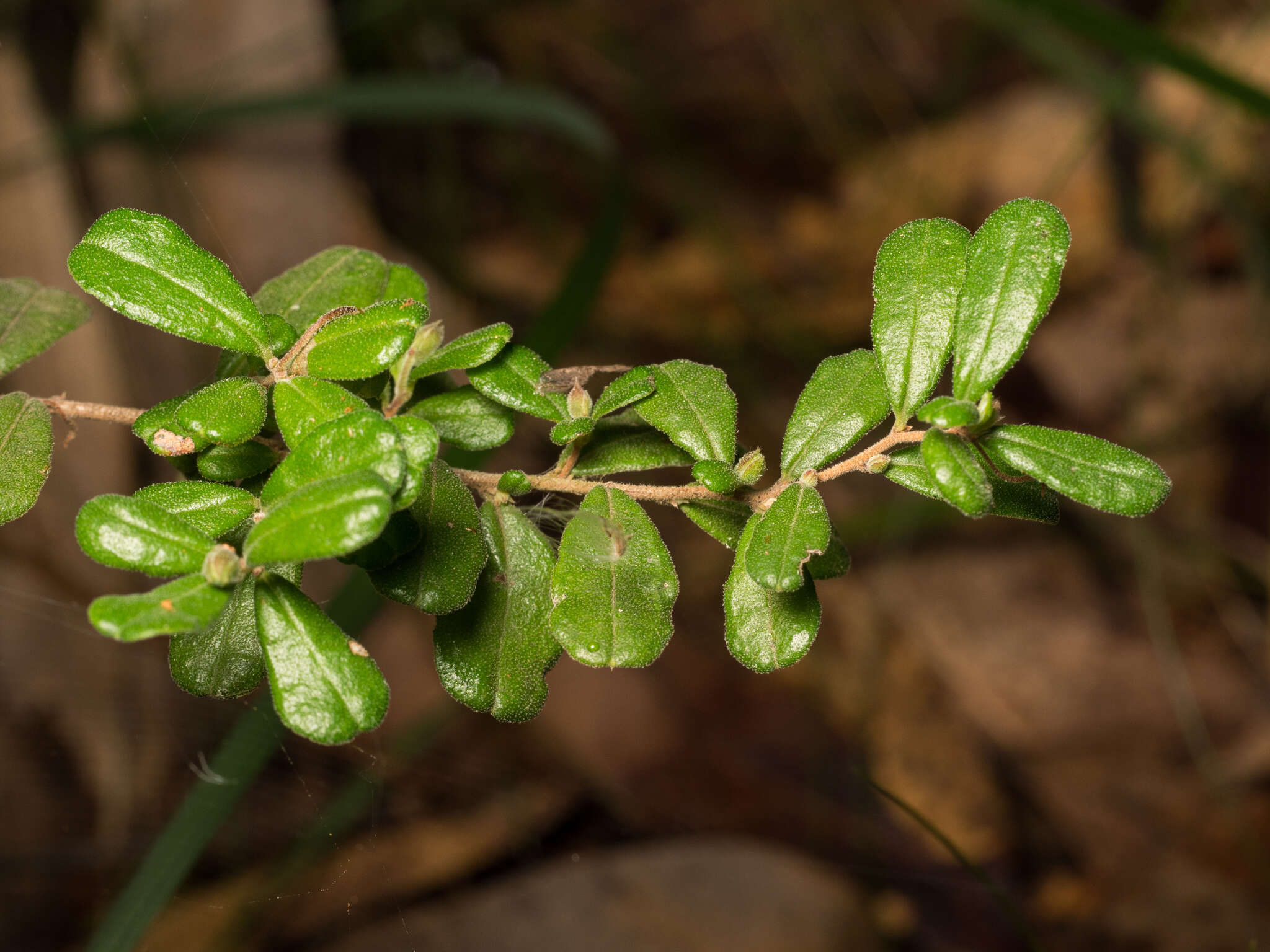 Image of Hibbertia aspera subsp. aspera