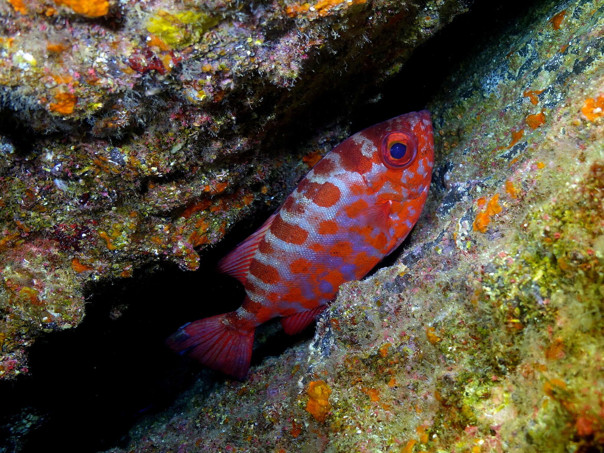 Image of Heteropriacanthus fulgens (Lowe 1838)