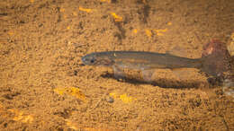 Image de Galaxias neocaledonicus Weber & de Beaufort 1913