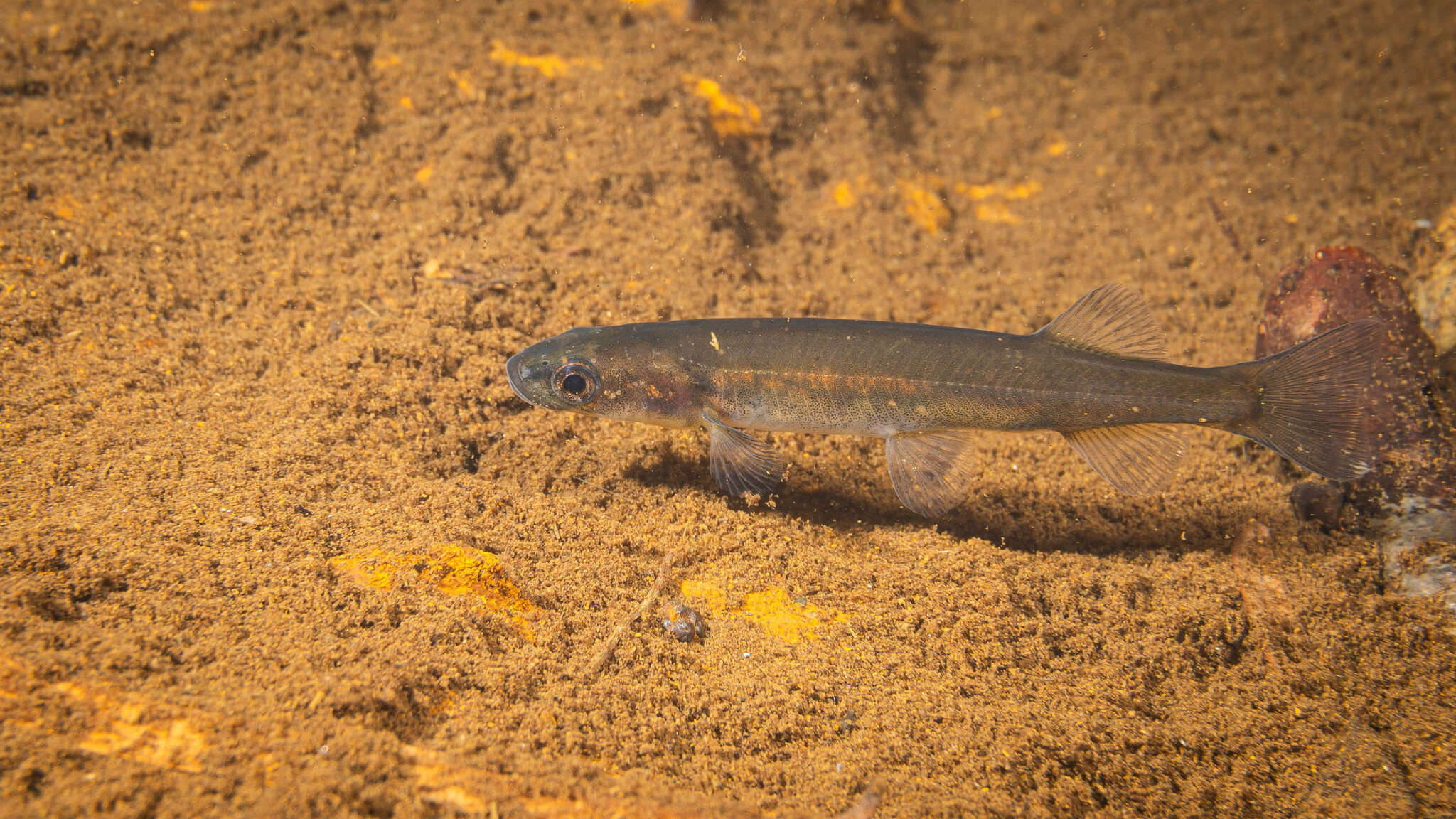 Image de Galaxias neocaledonicus Weber & de Beaufort 1913