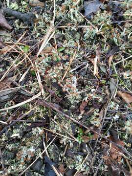 Image of cup lichen