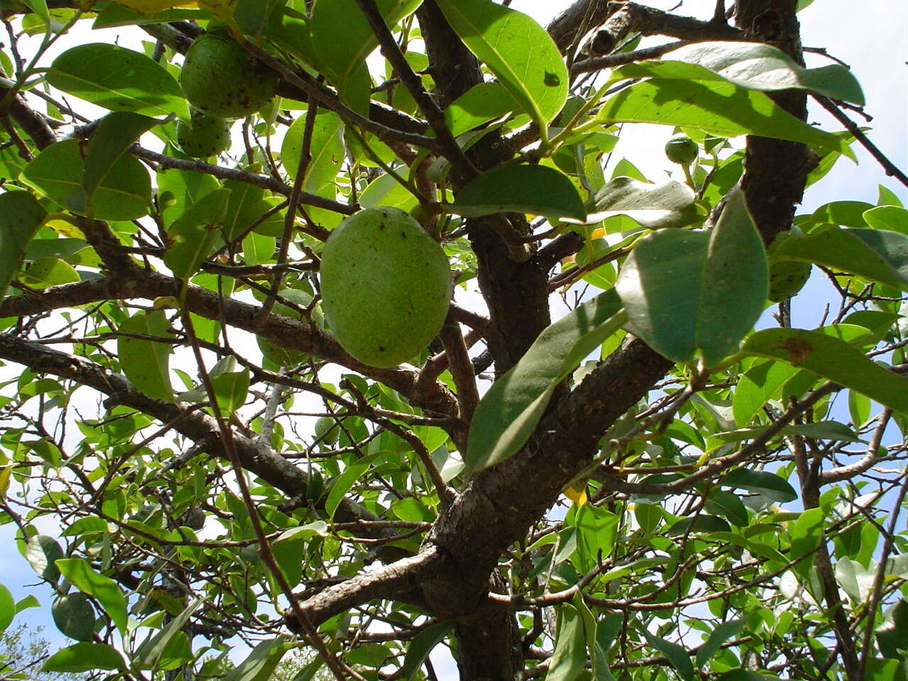 Слика од Annona glabra L.