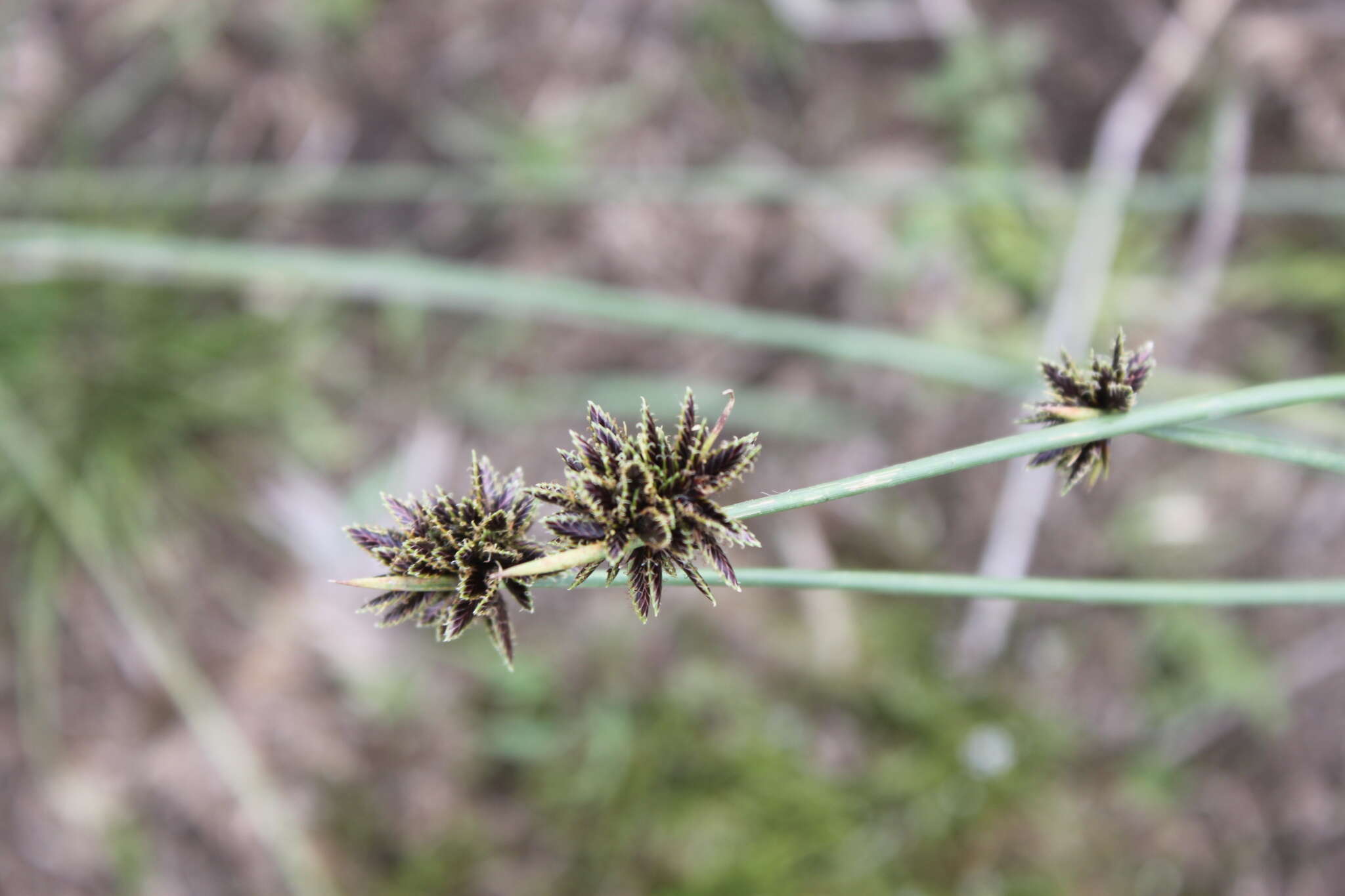 Imagem de Cyperus marginatus Thunb.