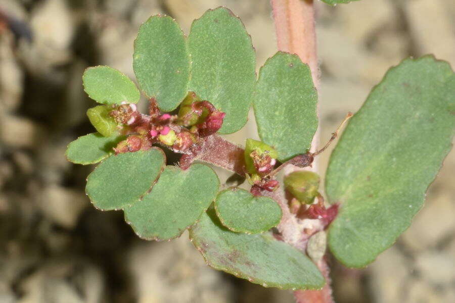 Image of Euphorbia leucantha (Klotzsch & Garcke) Boiss.