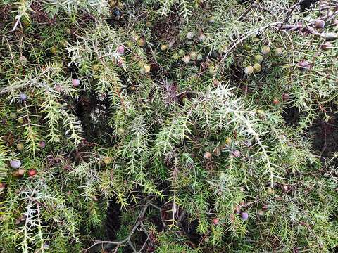 Imagem de Juniperus oxycedrus subsp. badia (H. Gay) Debeaux