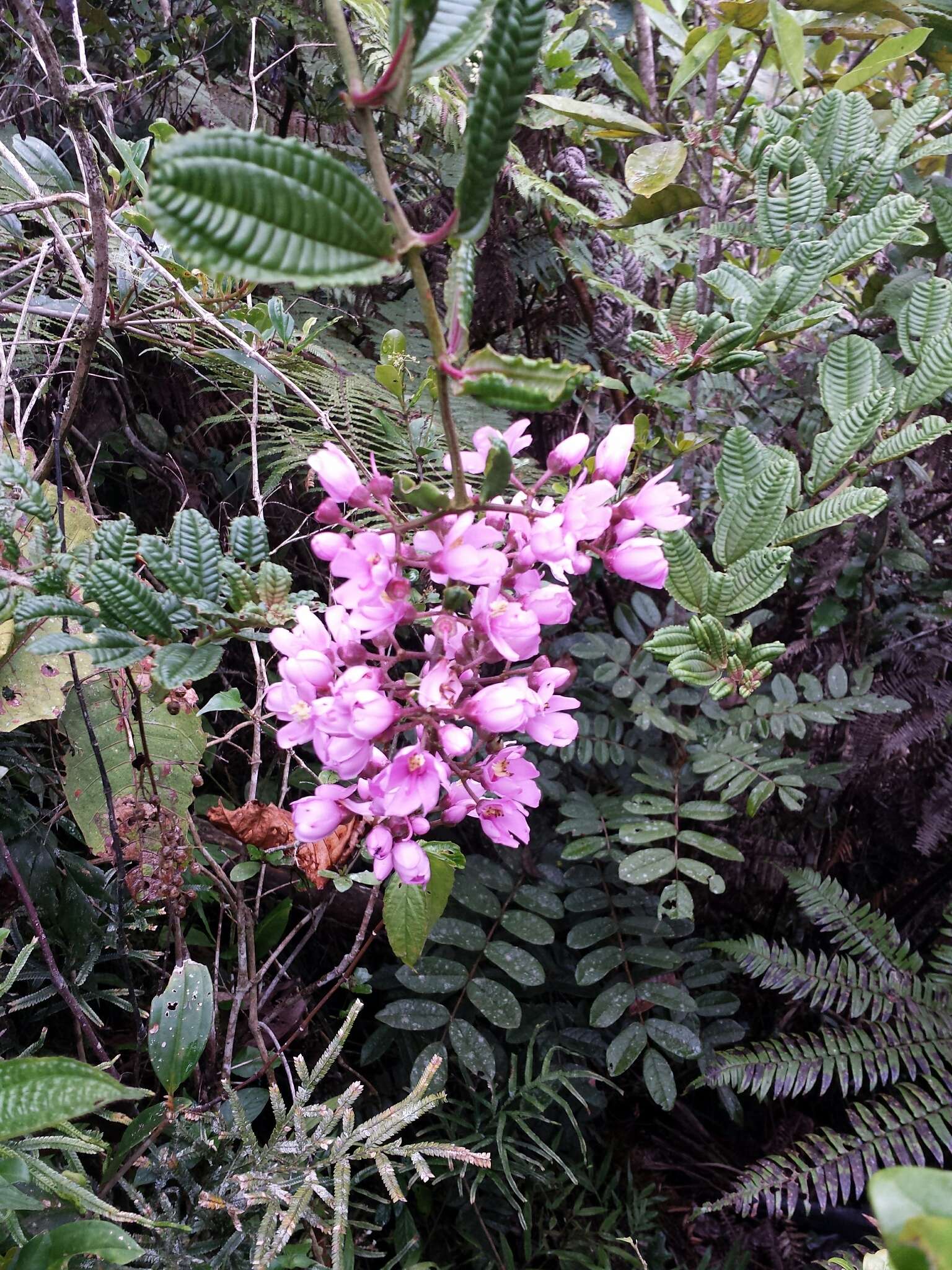 Image of Gravesia laxiflora (Naud.) Drake