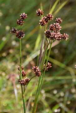 Image de Juncus pallescens Lamarck