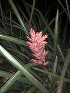 Imagem de Aechmea distichantha Lem.