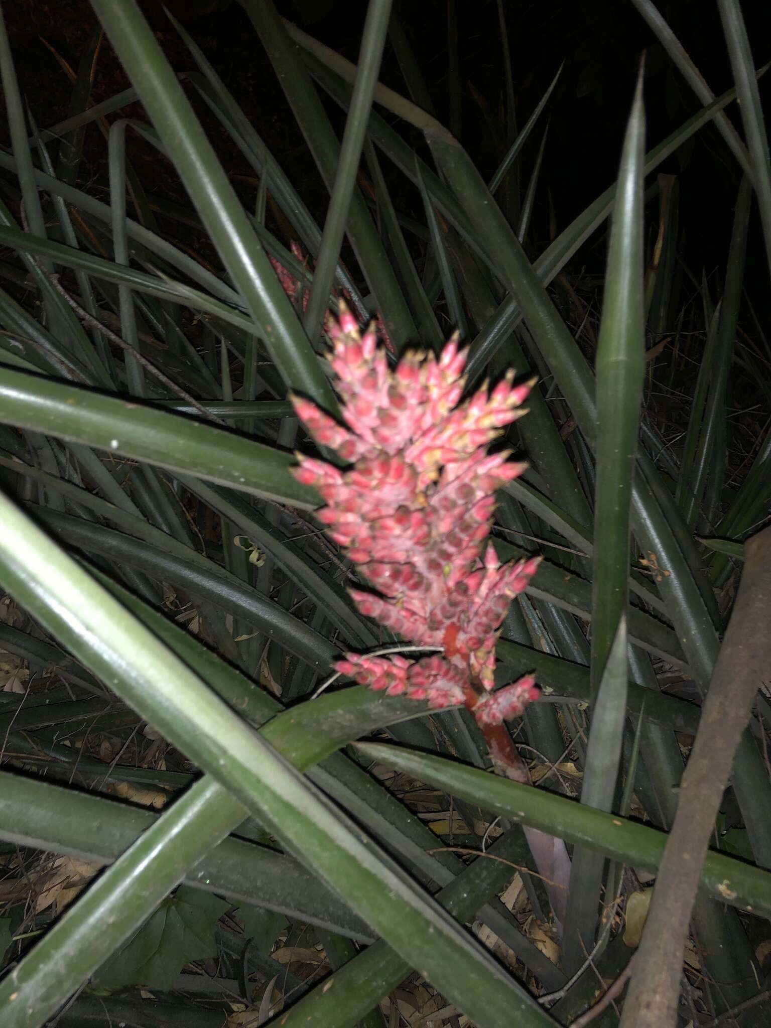 Imagem de Aechmea distichantha Lem.