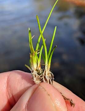 Image of Welsh mudwort