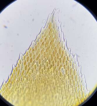 صورة <i>Nogopterium gracile</i>