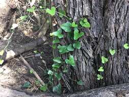 Smilax aristolochiifolia Mill. resmi