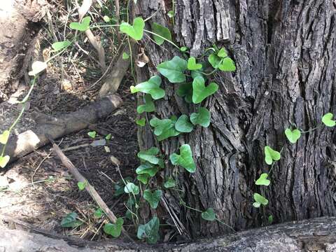 Imagem de Smilax aristolochiifolia Mill.