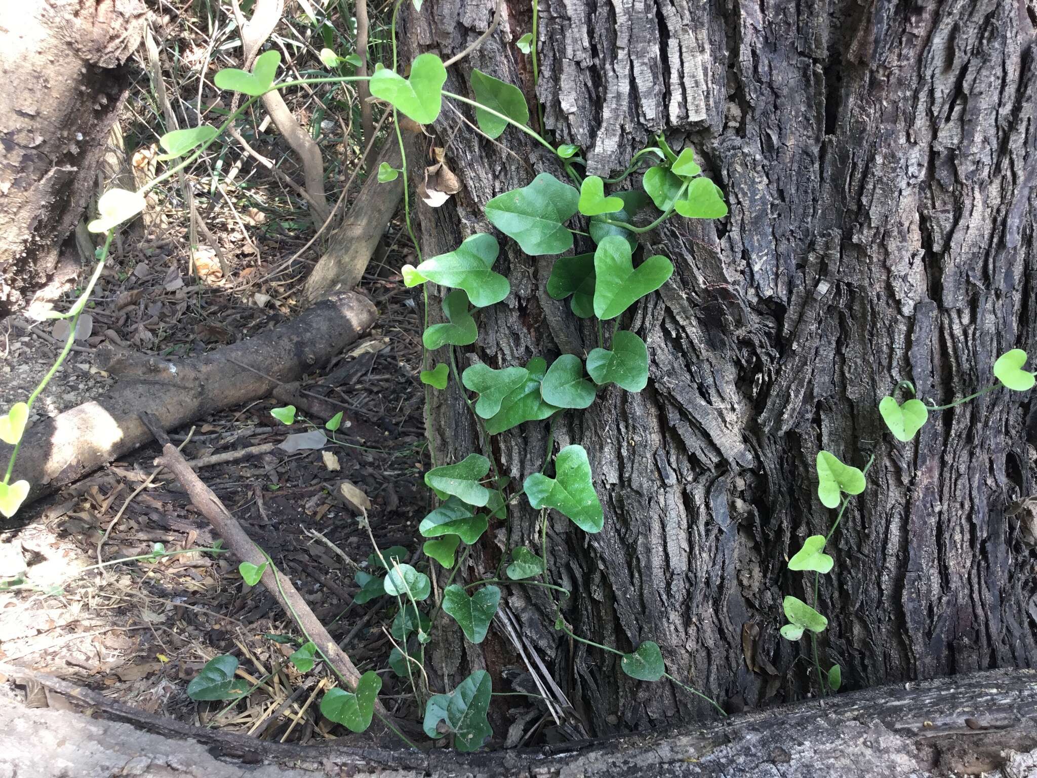 Smilax aristolochiifolia Mill. resmi