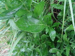 Plancia ëd Centaurea scabiosa subsp. integra Greuter