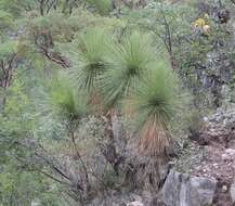 Слика од Yucca queretaroensis Piña Luján