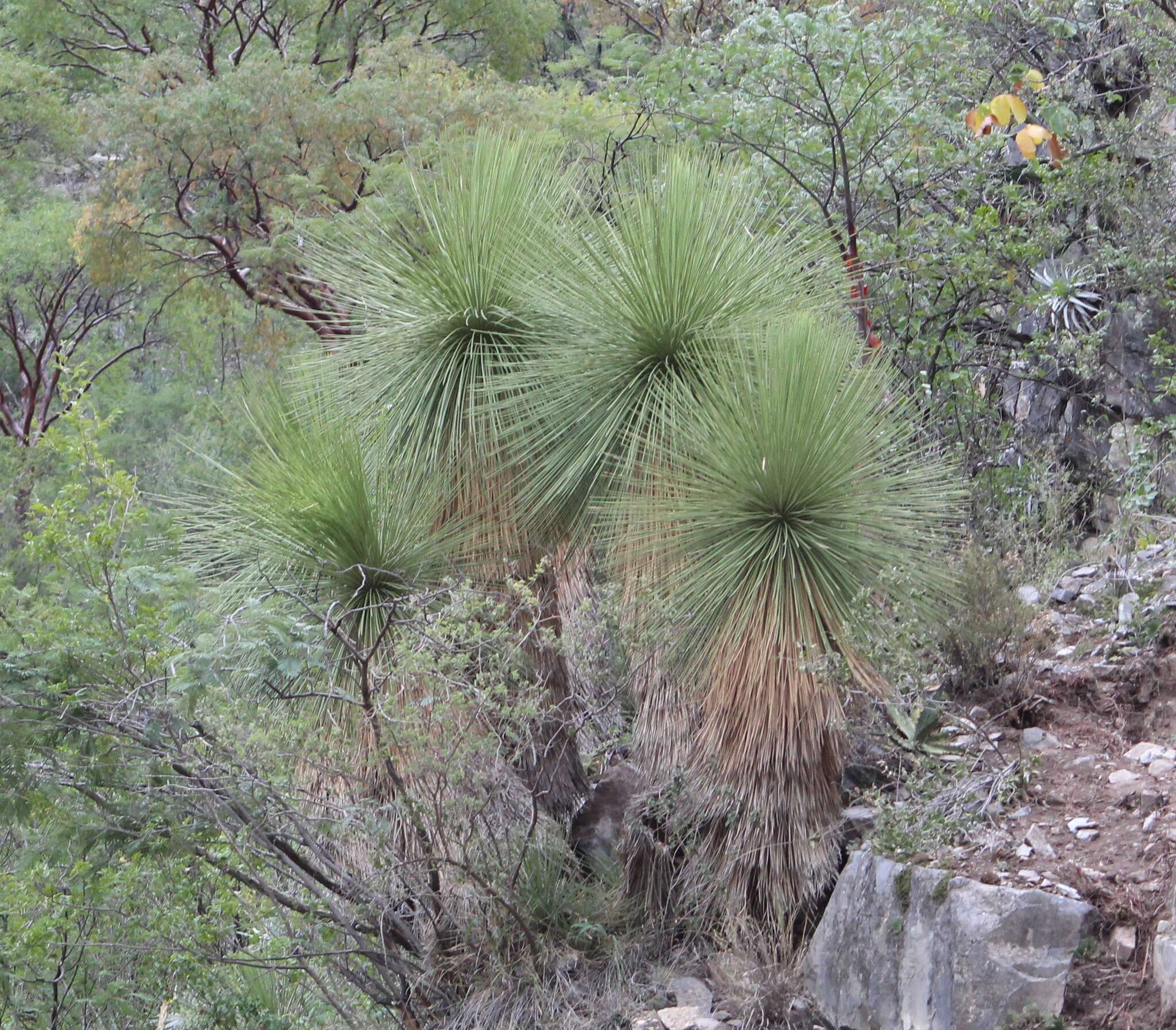 Слика од Yucca queretaroensis Piña Luján