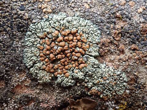 Image of Lecanora sierrae B. D. Ryan & T. H. Nash