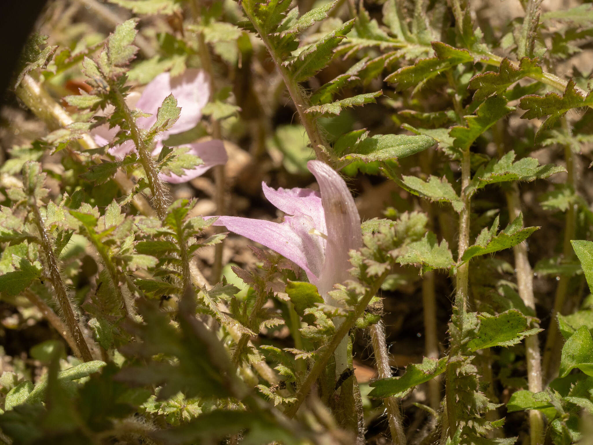 Image of Pedicularis artselaeri Maxim.