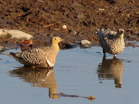 Image of Namaqua Sandgrouse