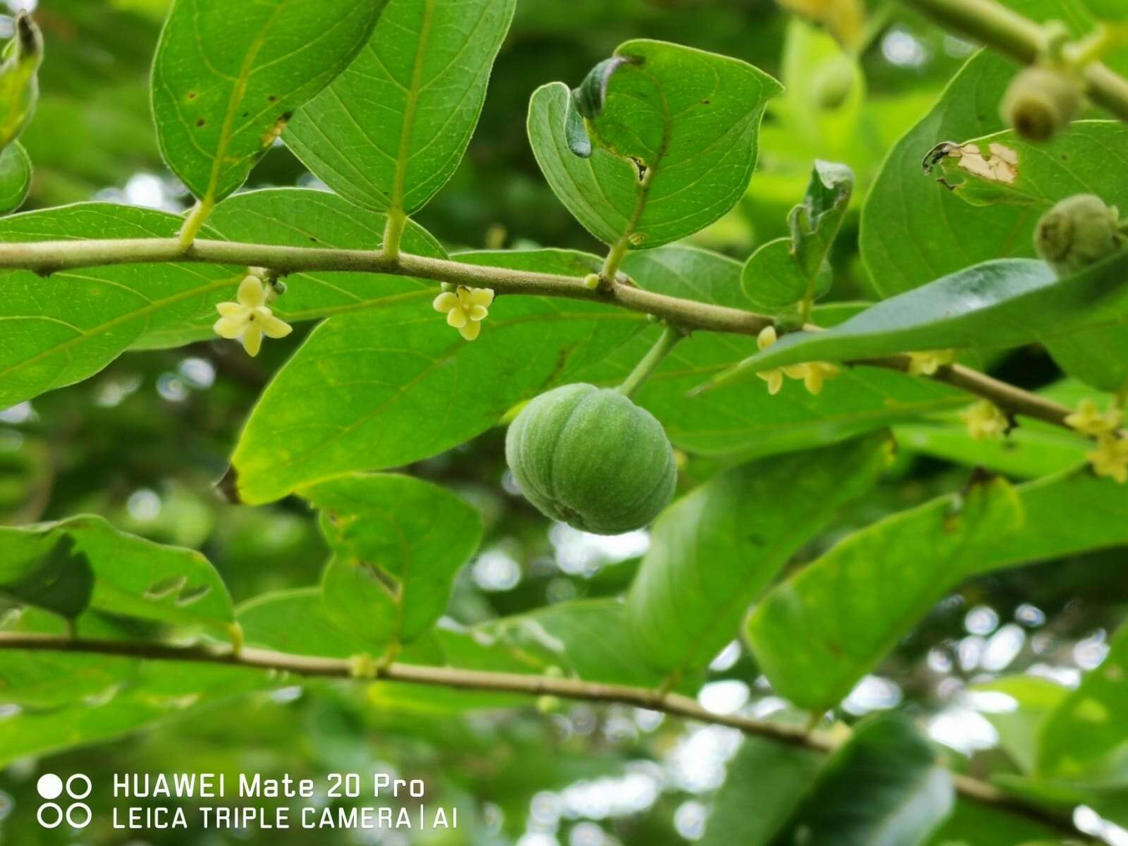 Imagem de Phyllanthus obscurus Roxb. ex Willd.